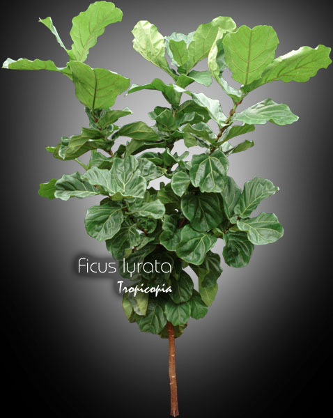 Ficus - Ficus lyrata - Figuier à feuille de lyre - Fidleleaf fig